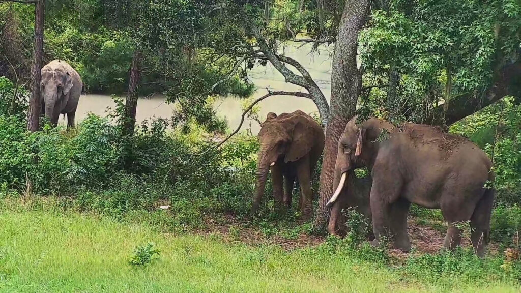 Three elephants standing in a forest clearing near a river, surrounded by trees and lush greenery.