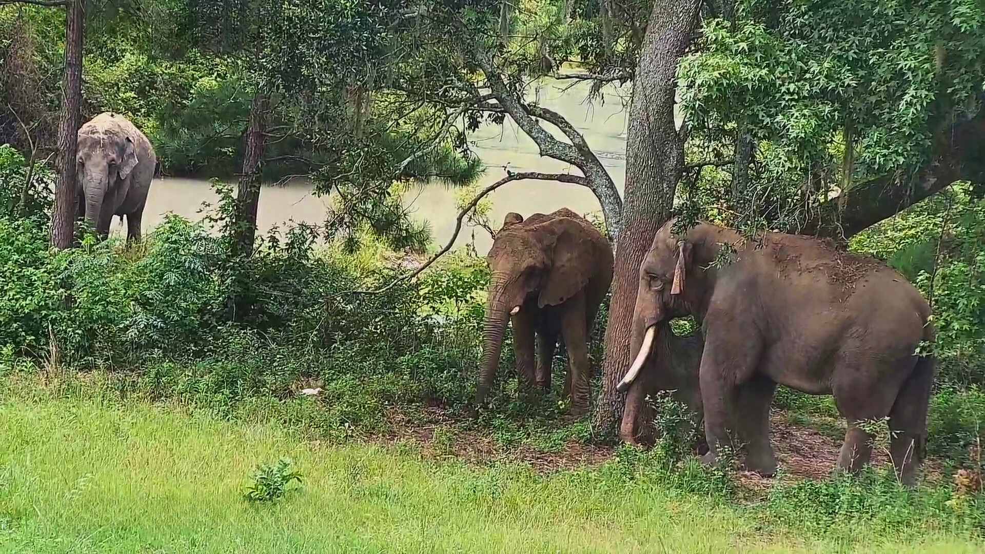 Three elephants standing in a forest clearing near a river, surrounded by trees and lush greenery.