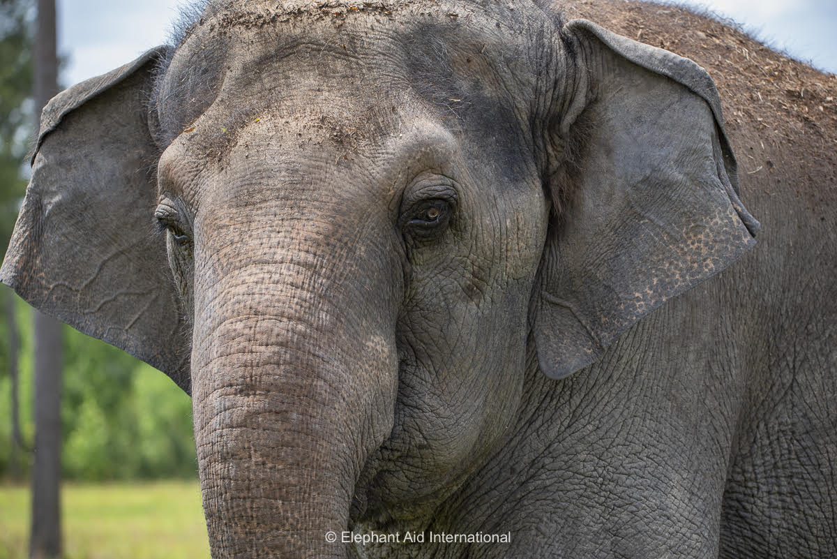 Close-up portrait of an elephant’s face showing detailed textured skin and large ears against a natural outdoor background.