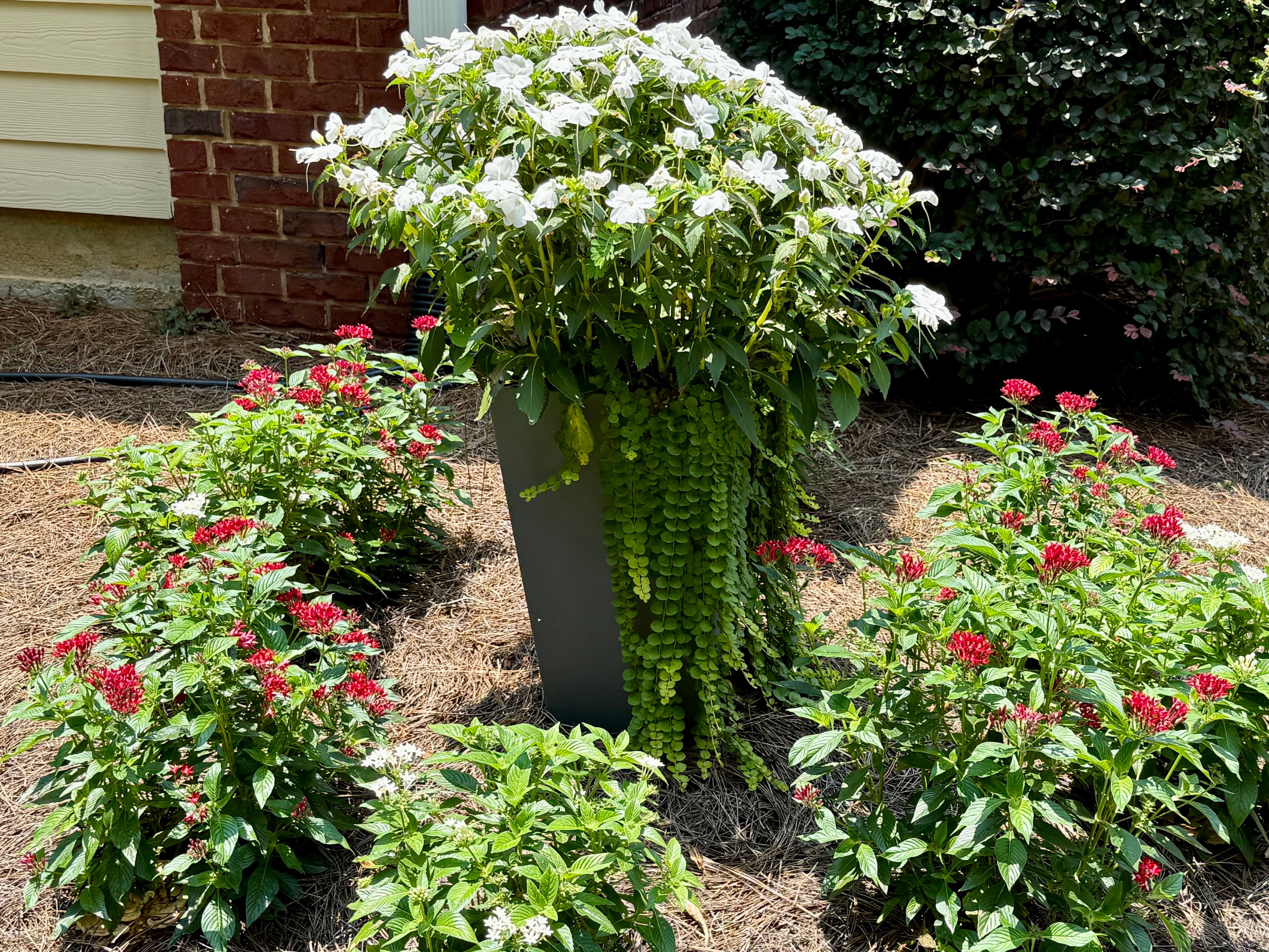 A large grey planter containing vibrant white impatiens and trailing green creeper plants, surrounded by red and white pentas blooming in a bed of pine straw mulch against a brick house foundation.
