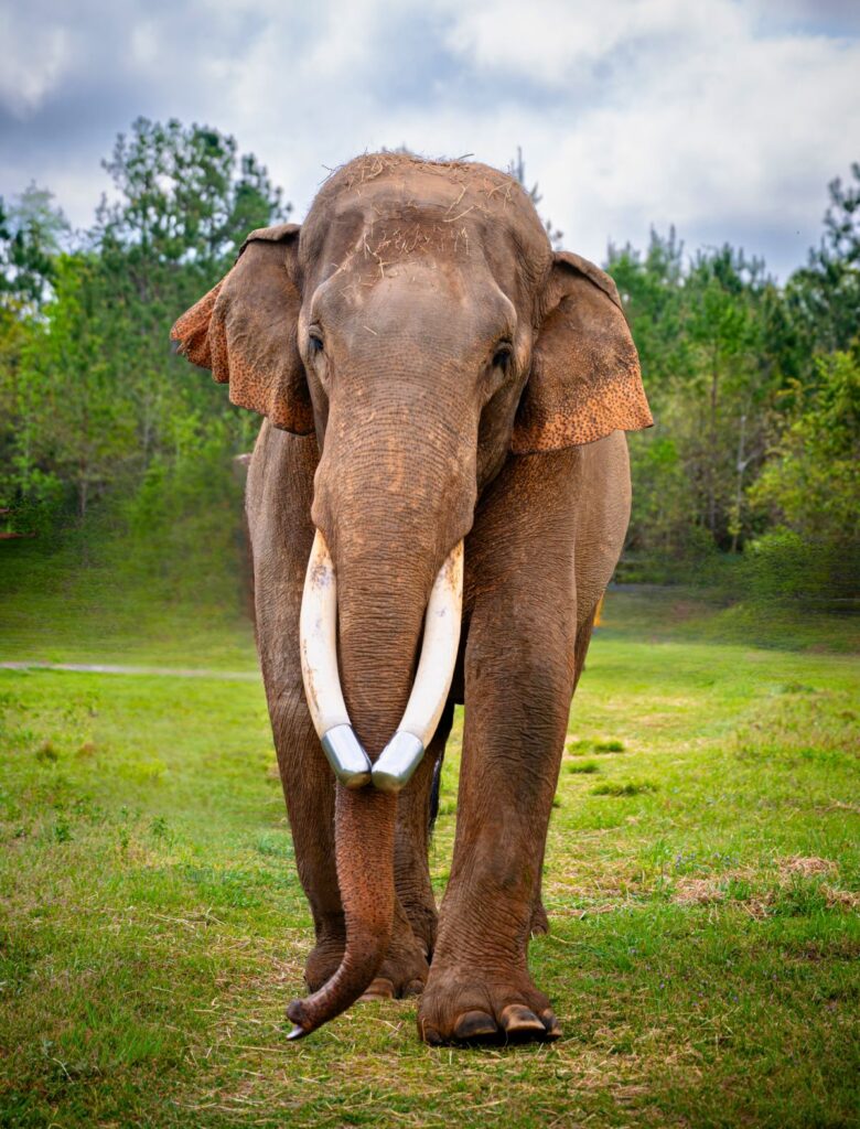 A large Asian elephant with long curved tusks fitted with metal tips walking forward on a grassy field with trees in the background.