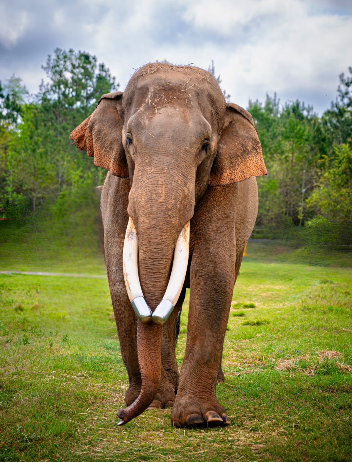 A large Asian elephant with long curved tusks fitted with metal tips walking forward on a grassy field with trees in the background.